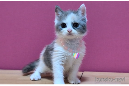 成約済の東京都のマンチカン-101306の4枚目